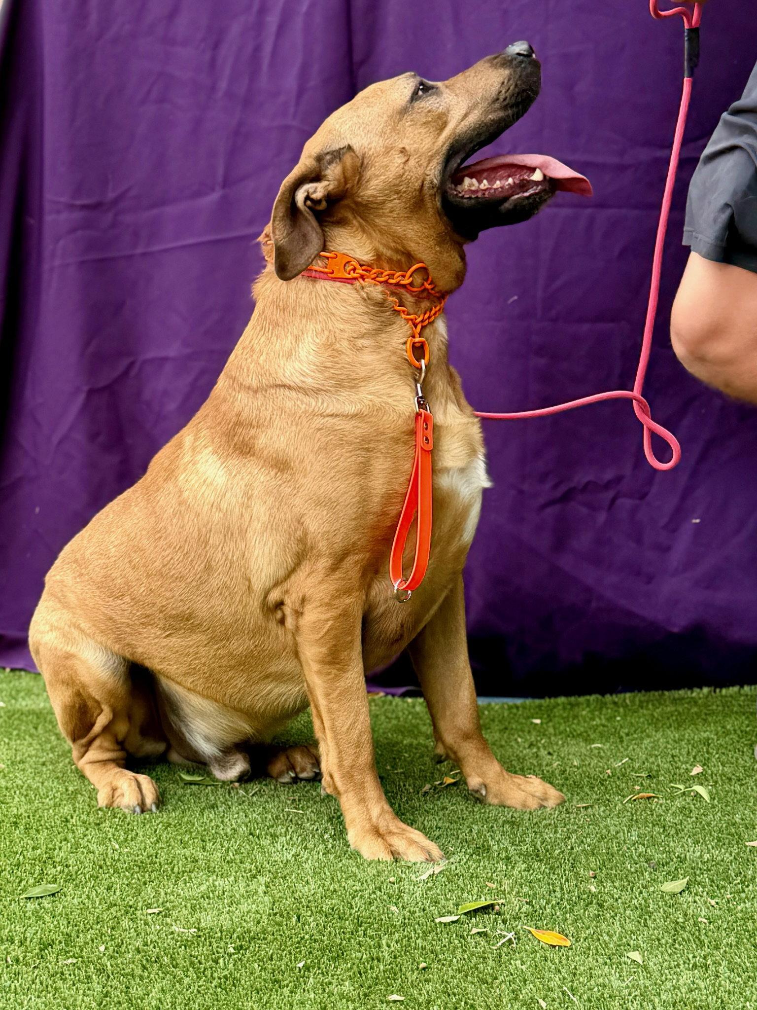 Trapper, a Adoptable Mastiff in Glendale, AZ image 2/3