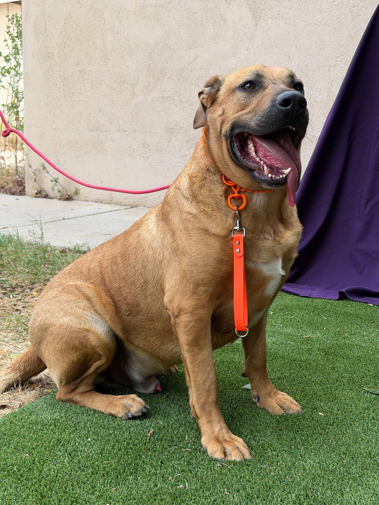 Trapper, a Adoptable Mastiff in Glendale, AZ image 3/3