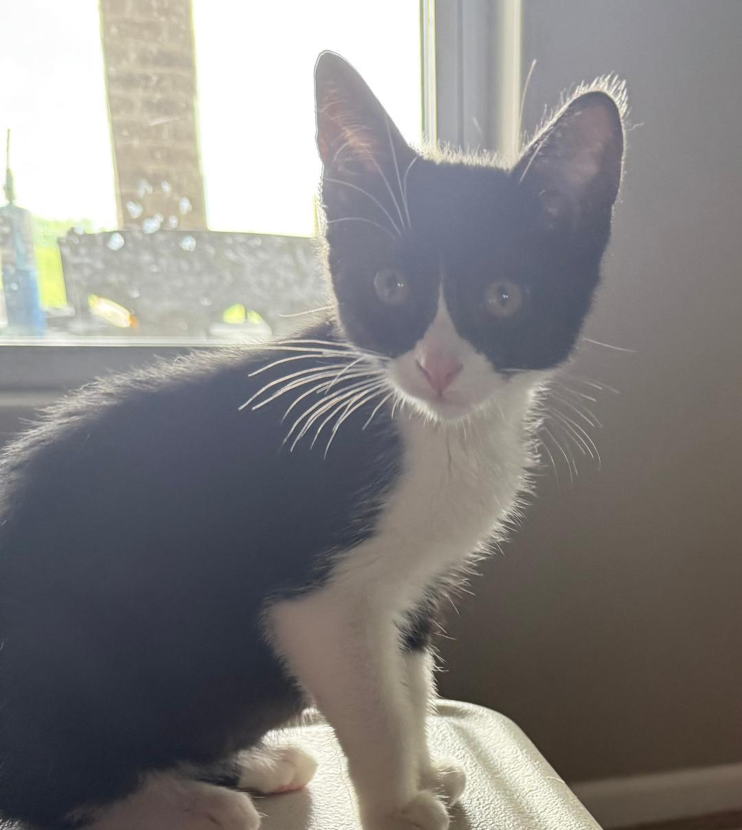 Fonzi Boy, Baby Male Domestic Short Hair