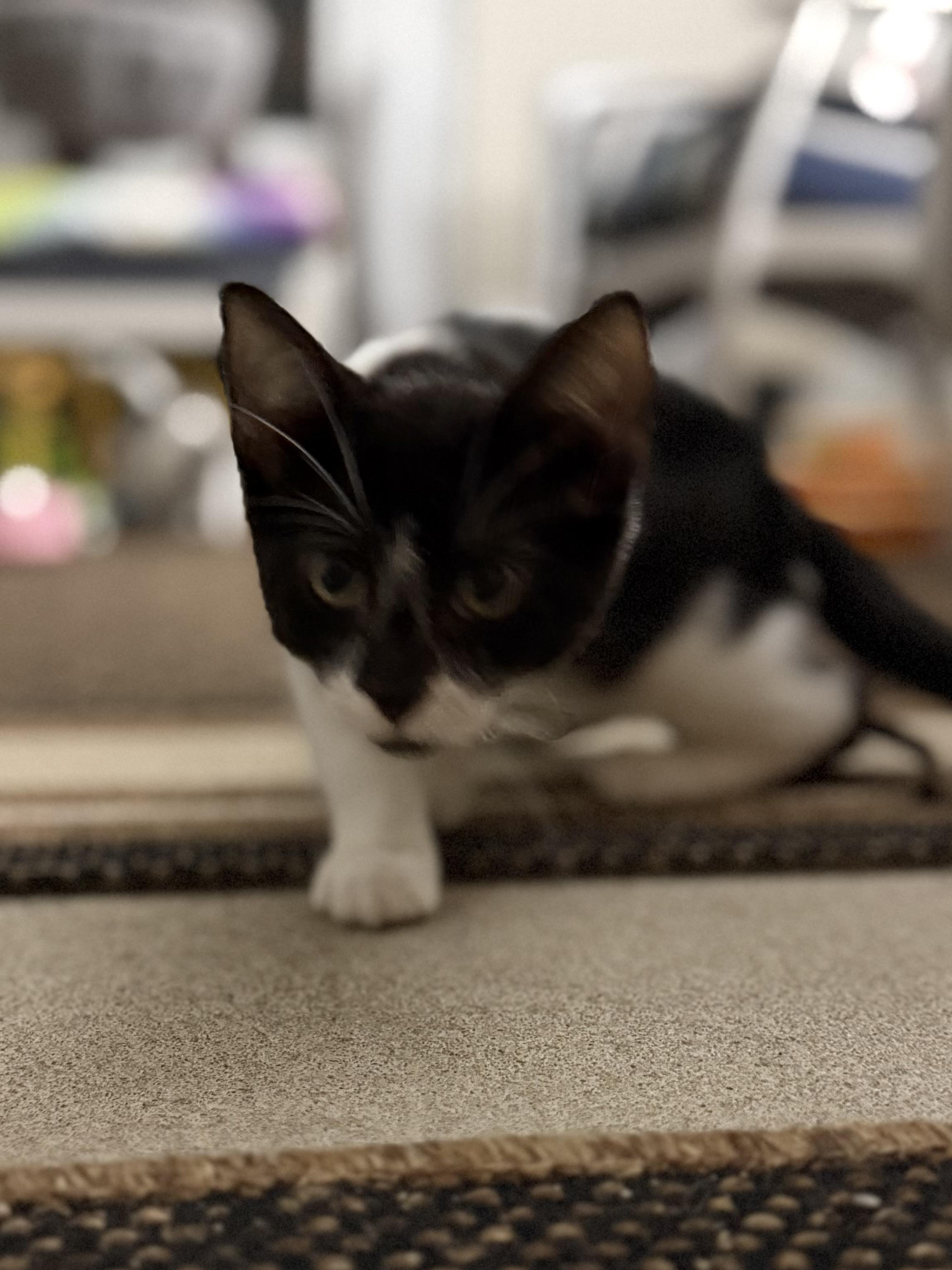 Enlarge Calliope, a Adoptable Domestic Short Hair in Hershey, PA image 1/6