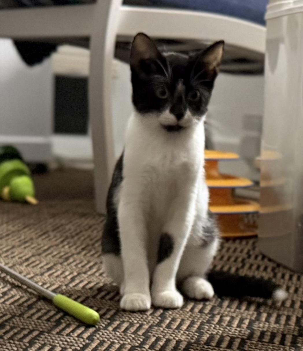 Enlarge Calliope, a Adoptable Domestic Short Hair in Hershey, PA image 2/6