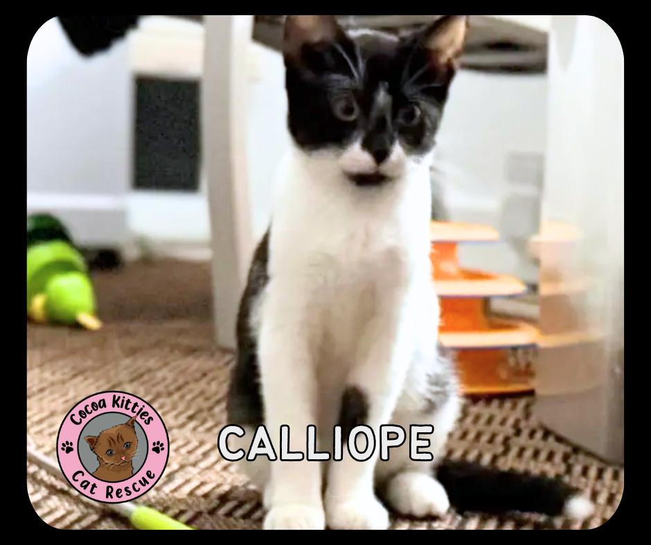 Enlarge Calliope, a Adoptable Domestic Short Hair in Hershey, PA image 3/6