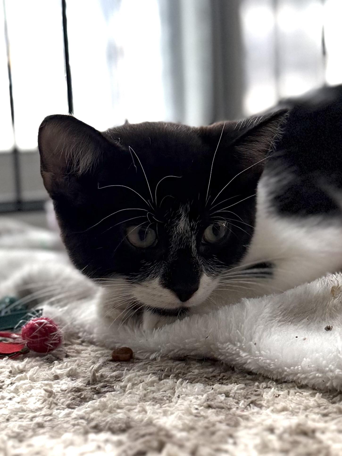 Enlarge Calliope, a Adoptable Domestic Short Hair in Hershey, PA image 4/6