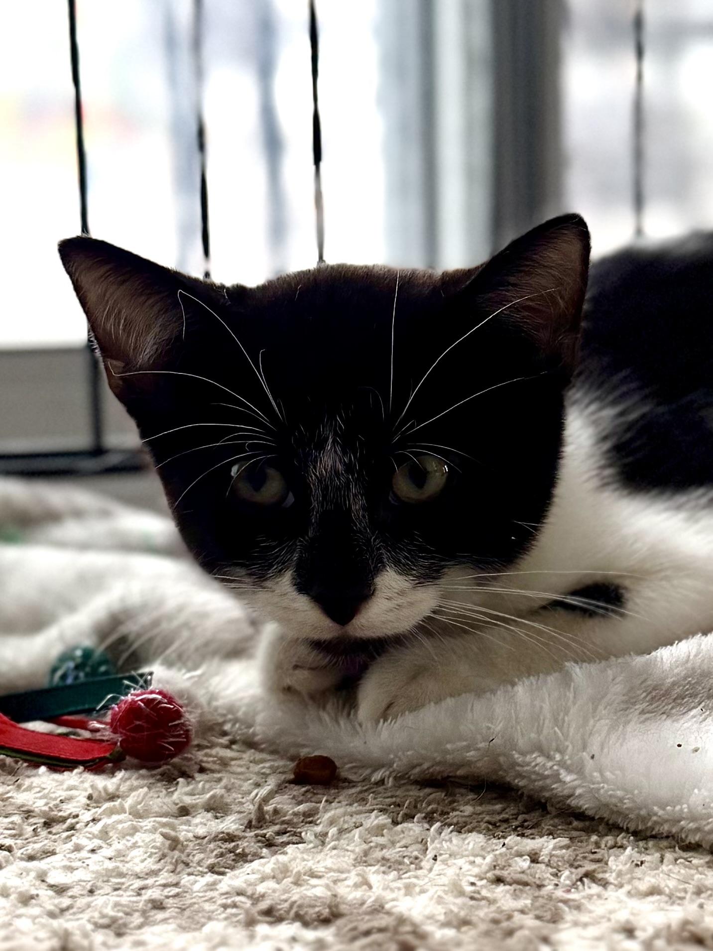 Enlarge Calliope, a Adoptable Domestic Short Hair in Hershey, PA image 5/6