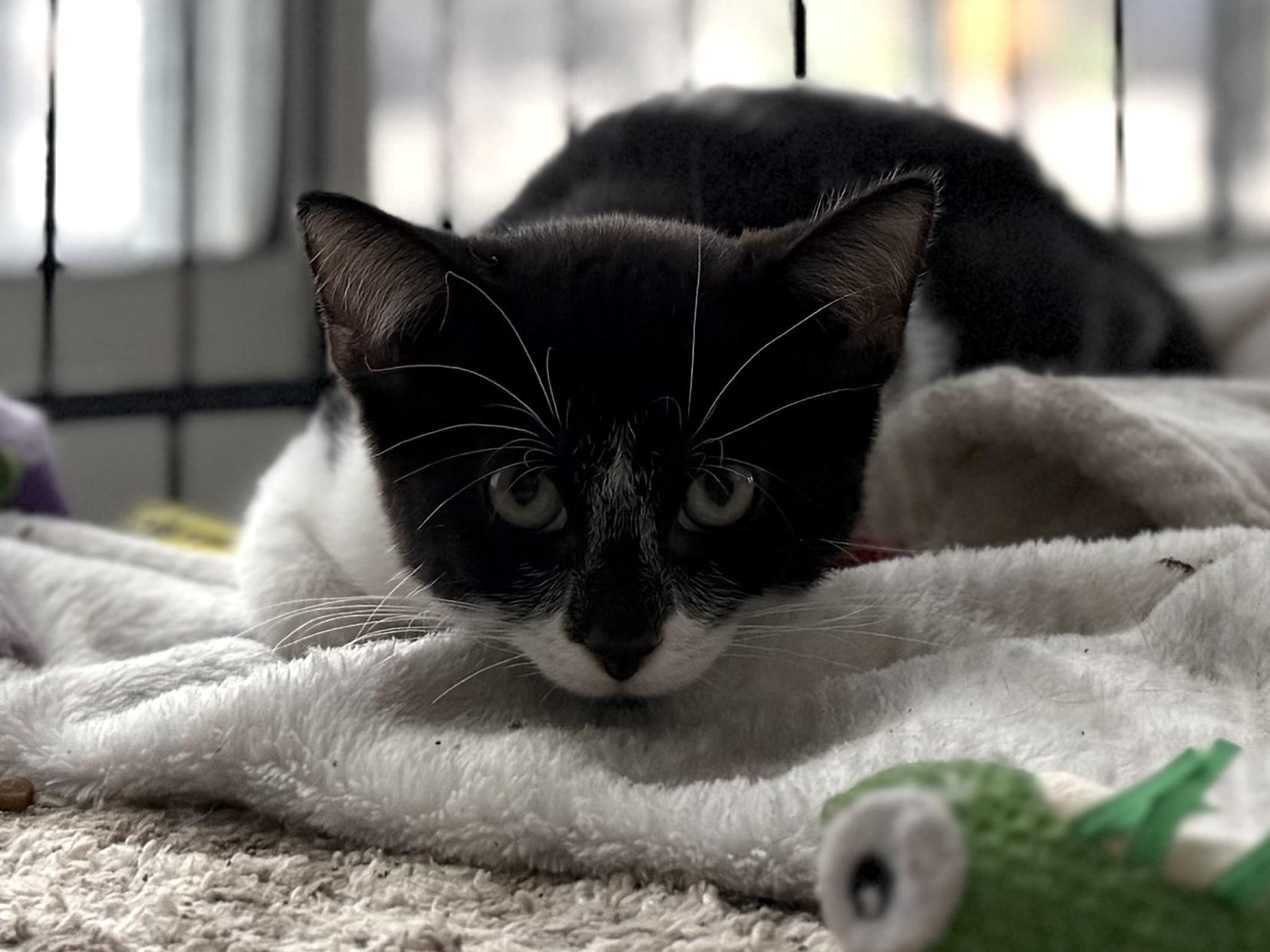 Enlarge Calliope, a Adoptable Domestic Short Hair in Hershey, PA image 6/6