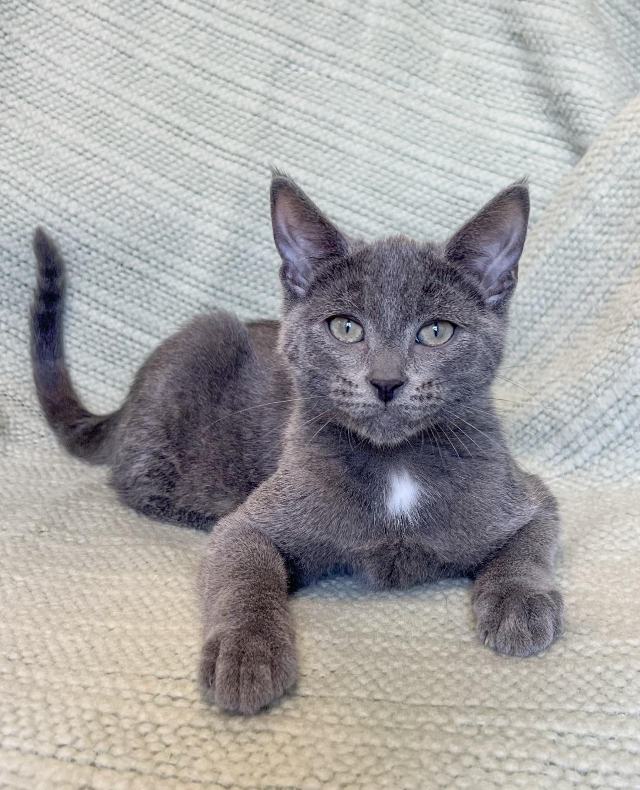 Lincoln, adopted, Kitten Male Domestic Short Hair.