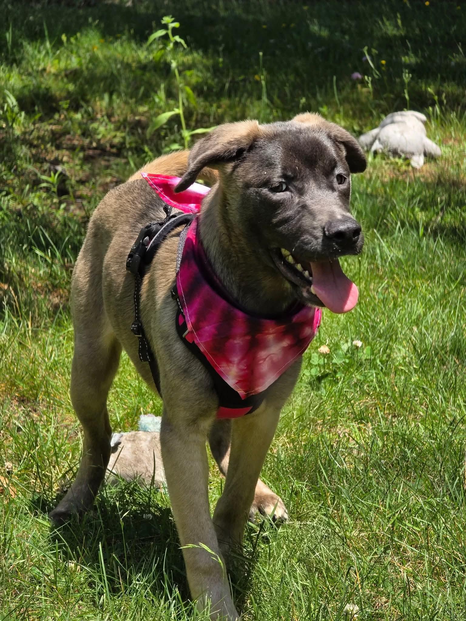 Serena - In Foster photo 1