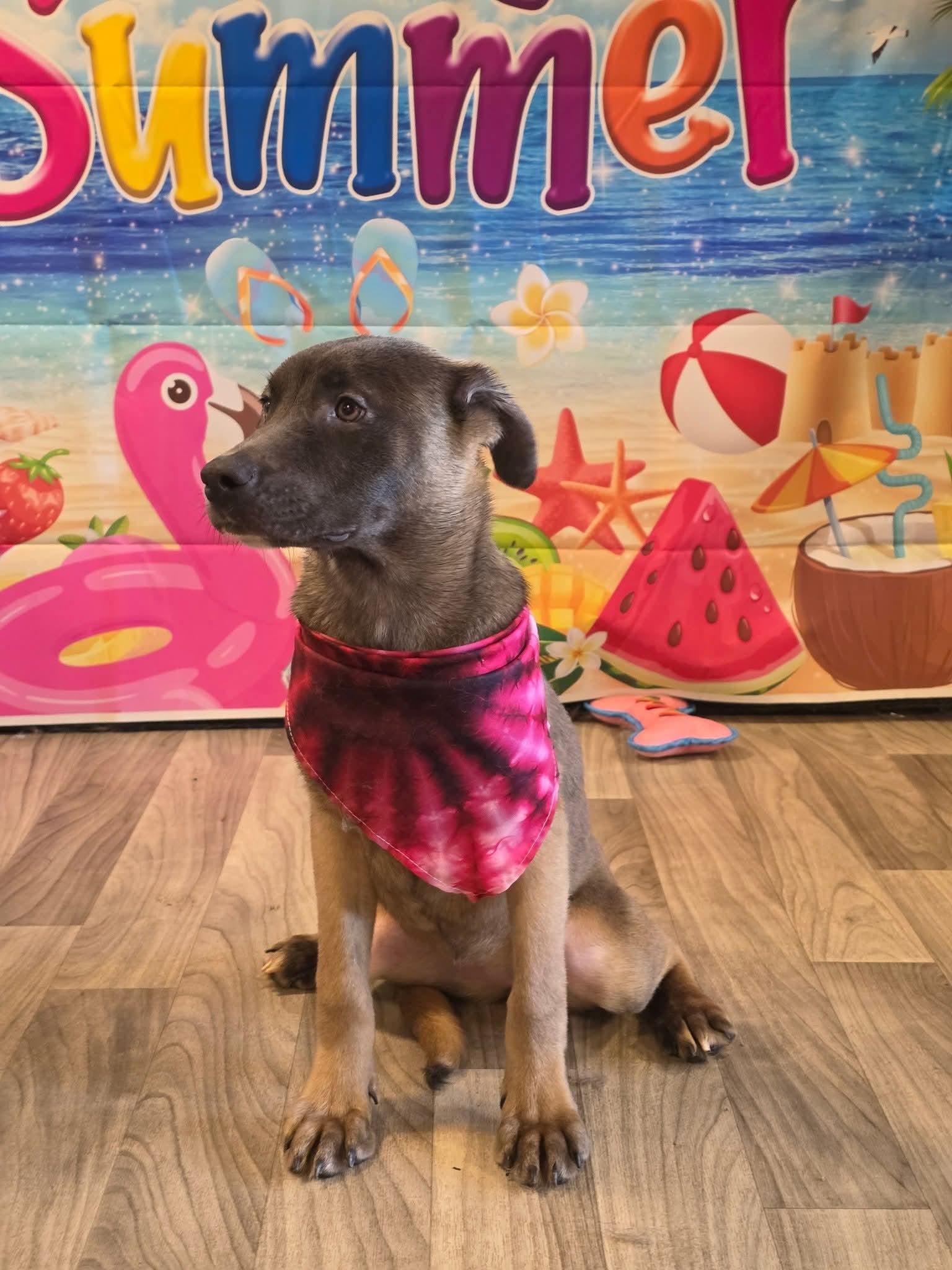 Serena - In Foster photo 2