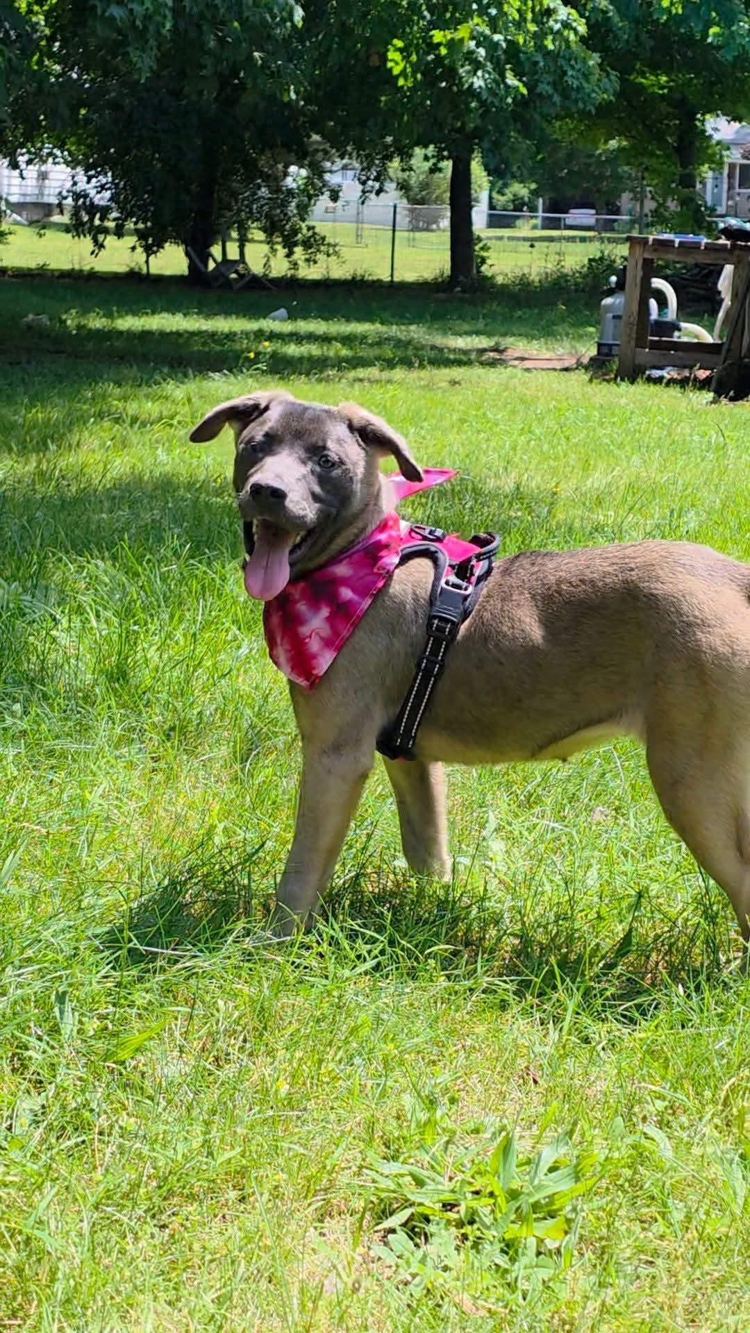 Serena - In Foster photo 3