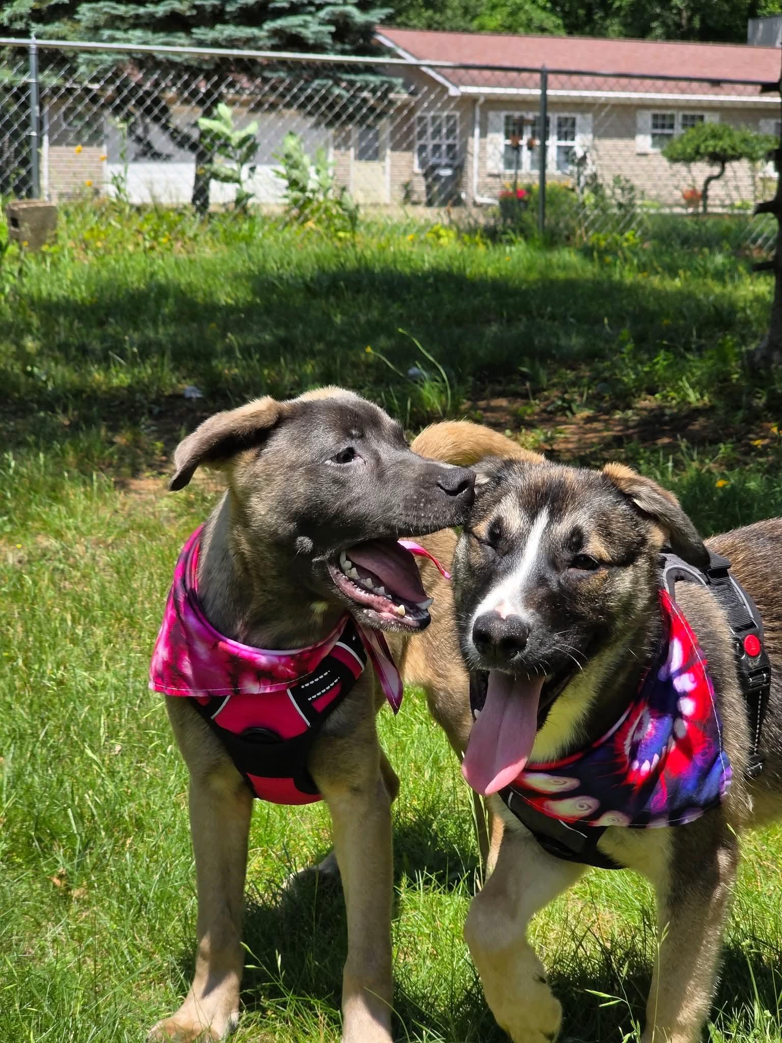 Serena - In Foster photo 5