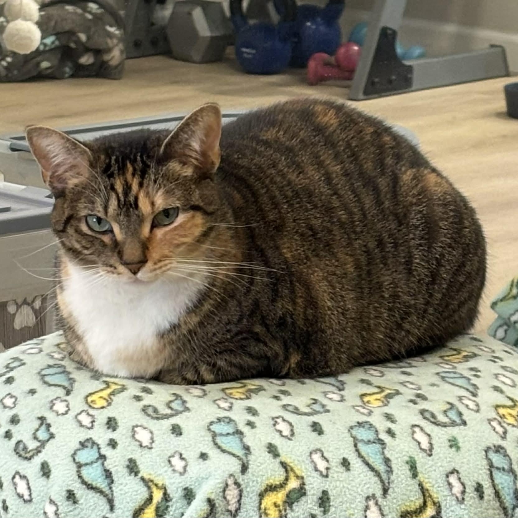 Chicken & Hammy, adoptable, Adult Female Domestic Short Hair.