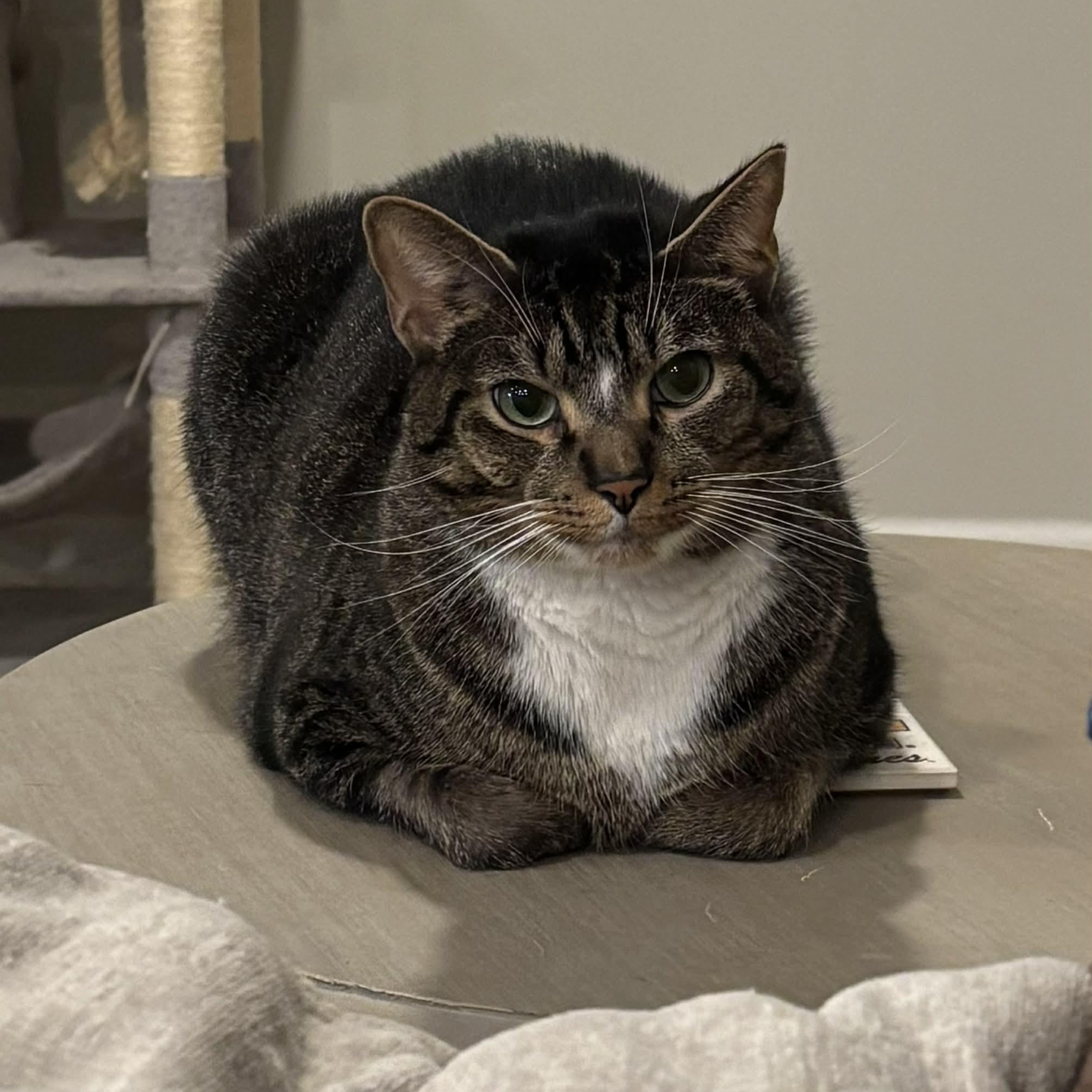 Enlarge Chicken & Hammy, an adoptable Domestic Short Hair in Martinsville, IN image 2/2