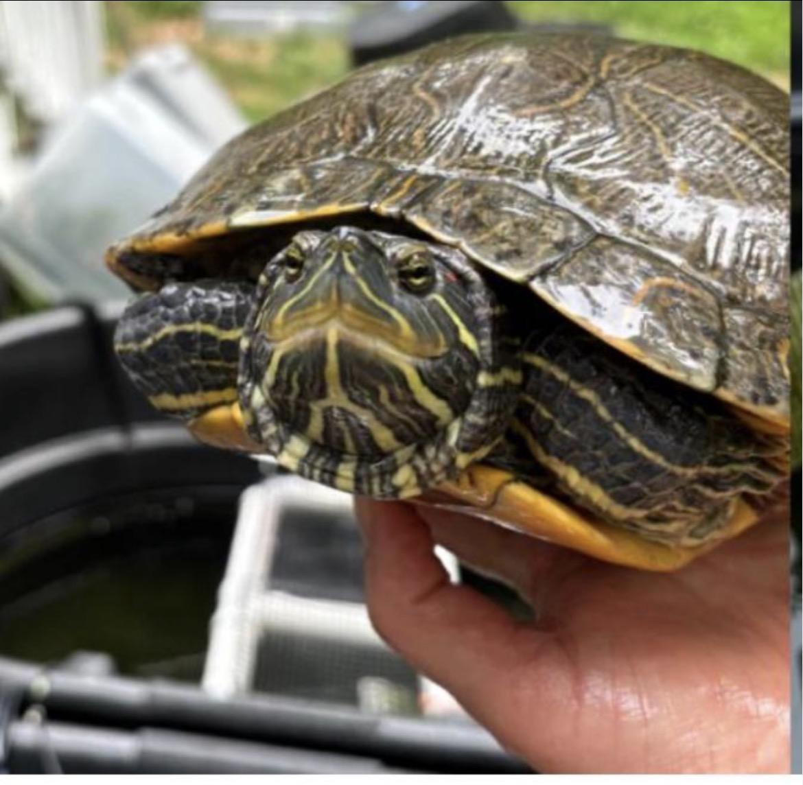 Enlarge Greta, a ADOPTABLE Red-Eared Slider in Berlin, CT image 1/2