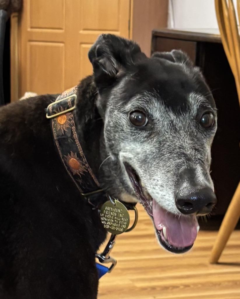 Rush, Adoptable, Adult Female Greyhound.