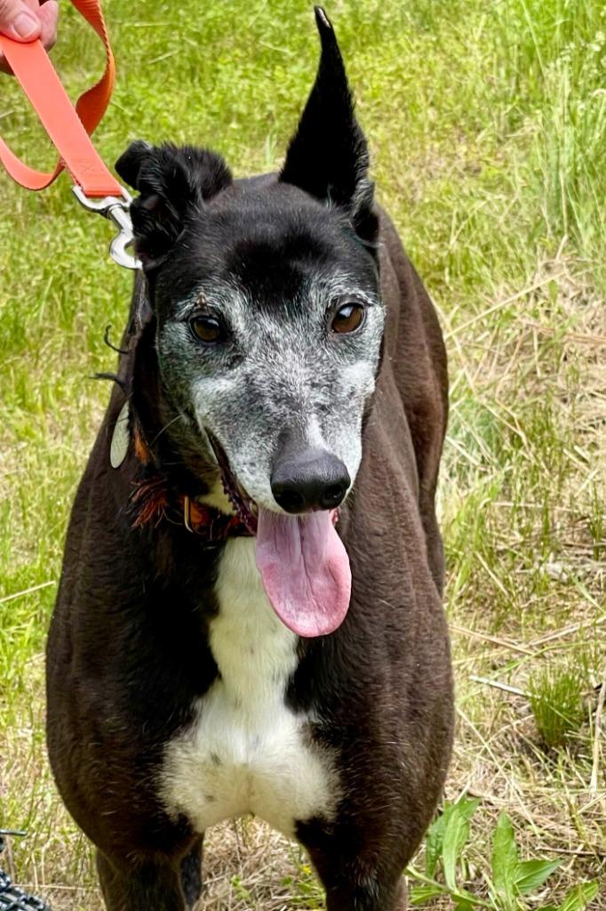 Enlarge Rush, a Adoptable Greyhound in Hopkinton, MA image 2/4