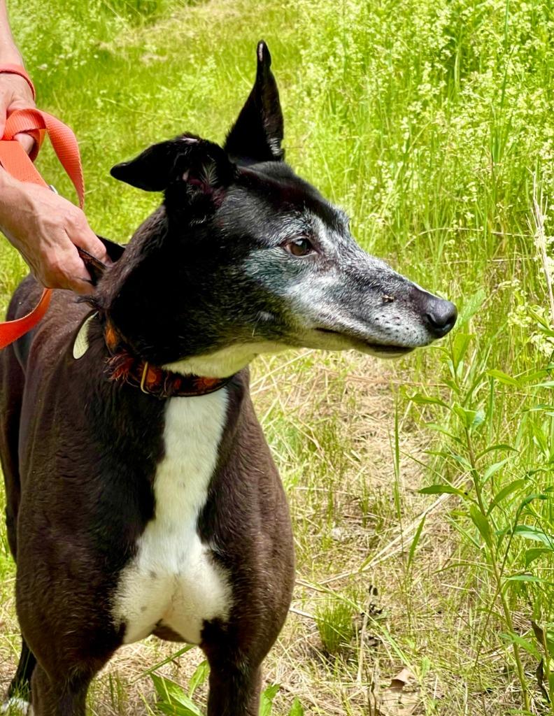 Enlarge Rush, a Adoptable Greyhound in Hopkinton, MA image 3/4