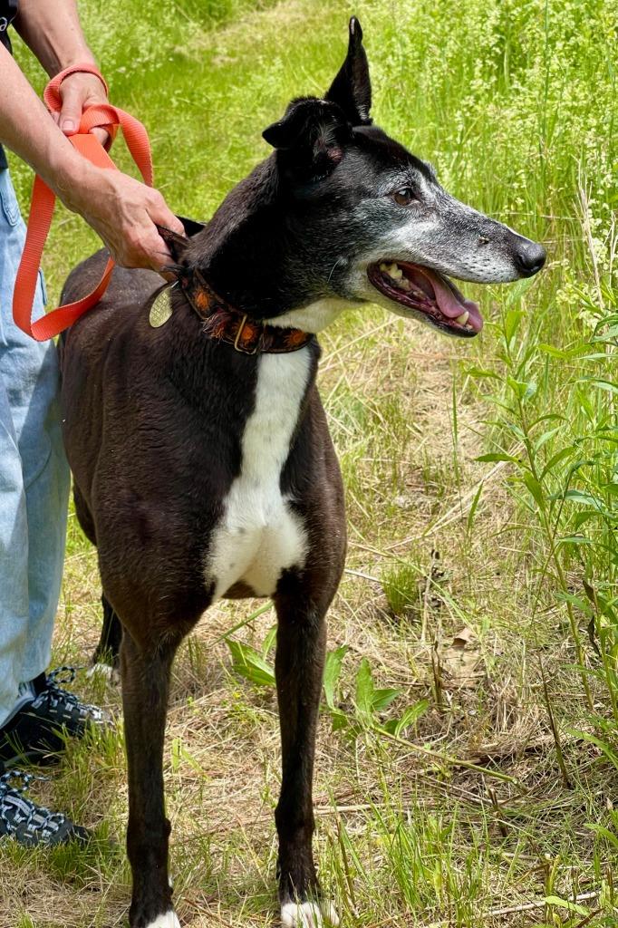 Enlarge Rush, a Adoptable Greyhound in Hopkinton, MA image 4/4
