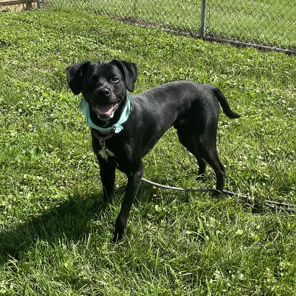 Clifford, Adoptable, Adult Male Black Labrador Retriever & Mixed Breed.