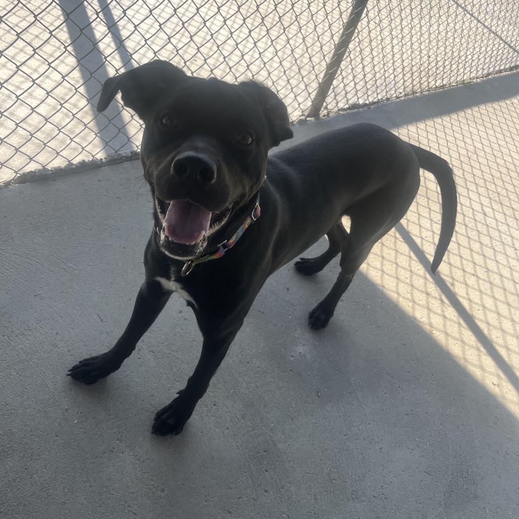 Clifford, a Adoptable mixed breed in Delaware, OH image 2/6