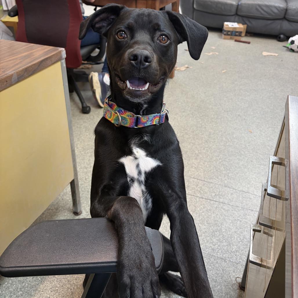 Clifford, a Adoptable mixed breed in Delaware, OH image 3/6