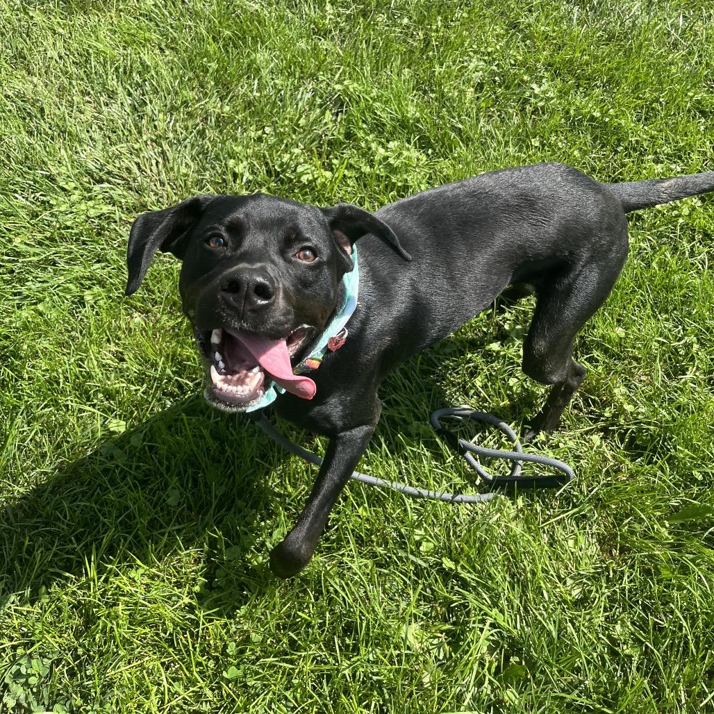 Enlarge Clifford, a Adoptable mixed breed in Delaware, OH image 3/6