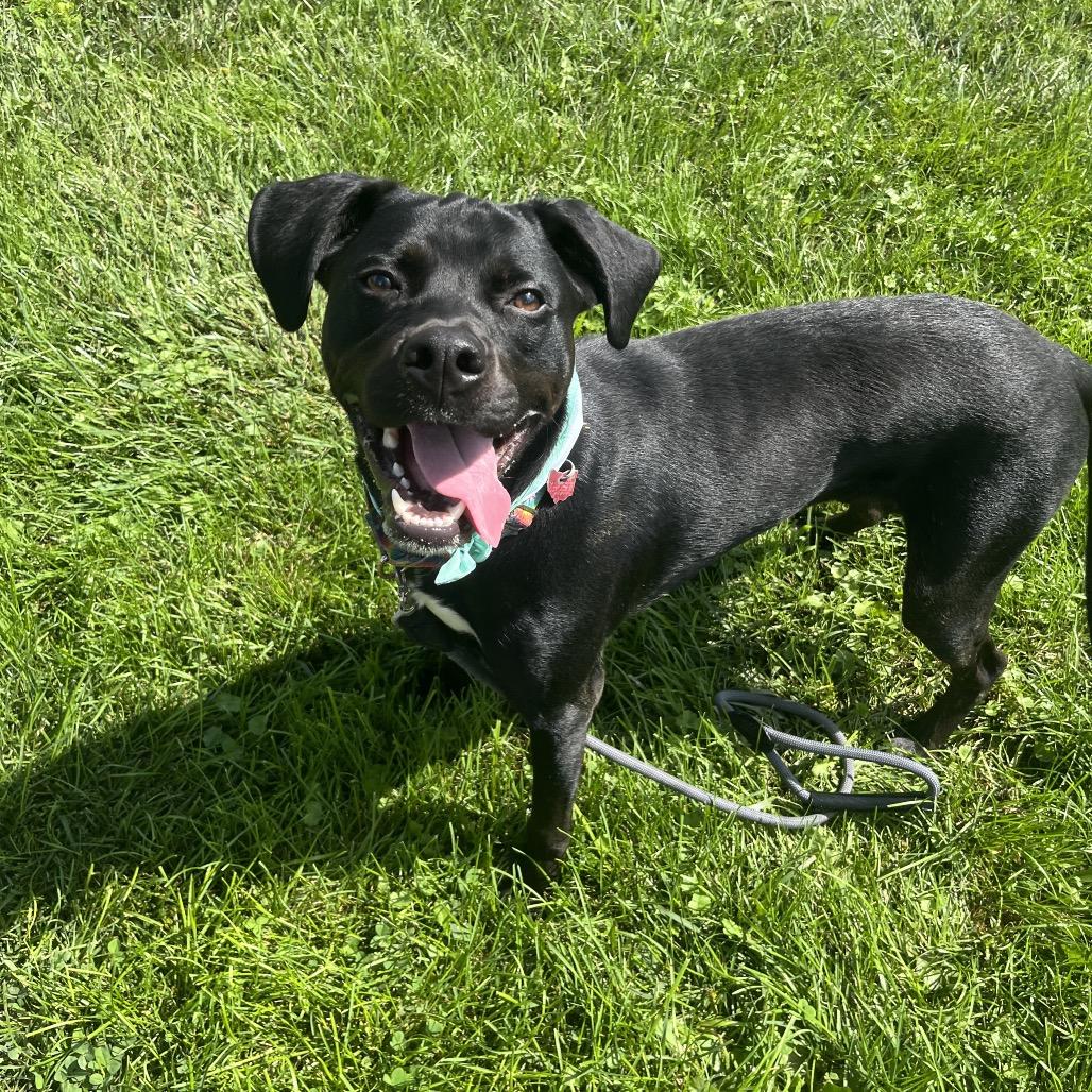 Clifford, a Adoptable mixed breed in Delaware, OH image 4/6