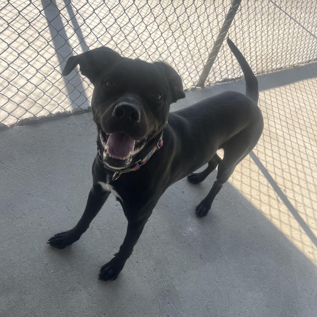 Clifford, a Adoptable mixed breed in Delaware, OH image 5/6