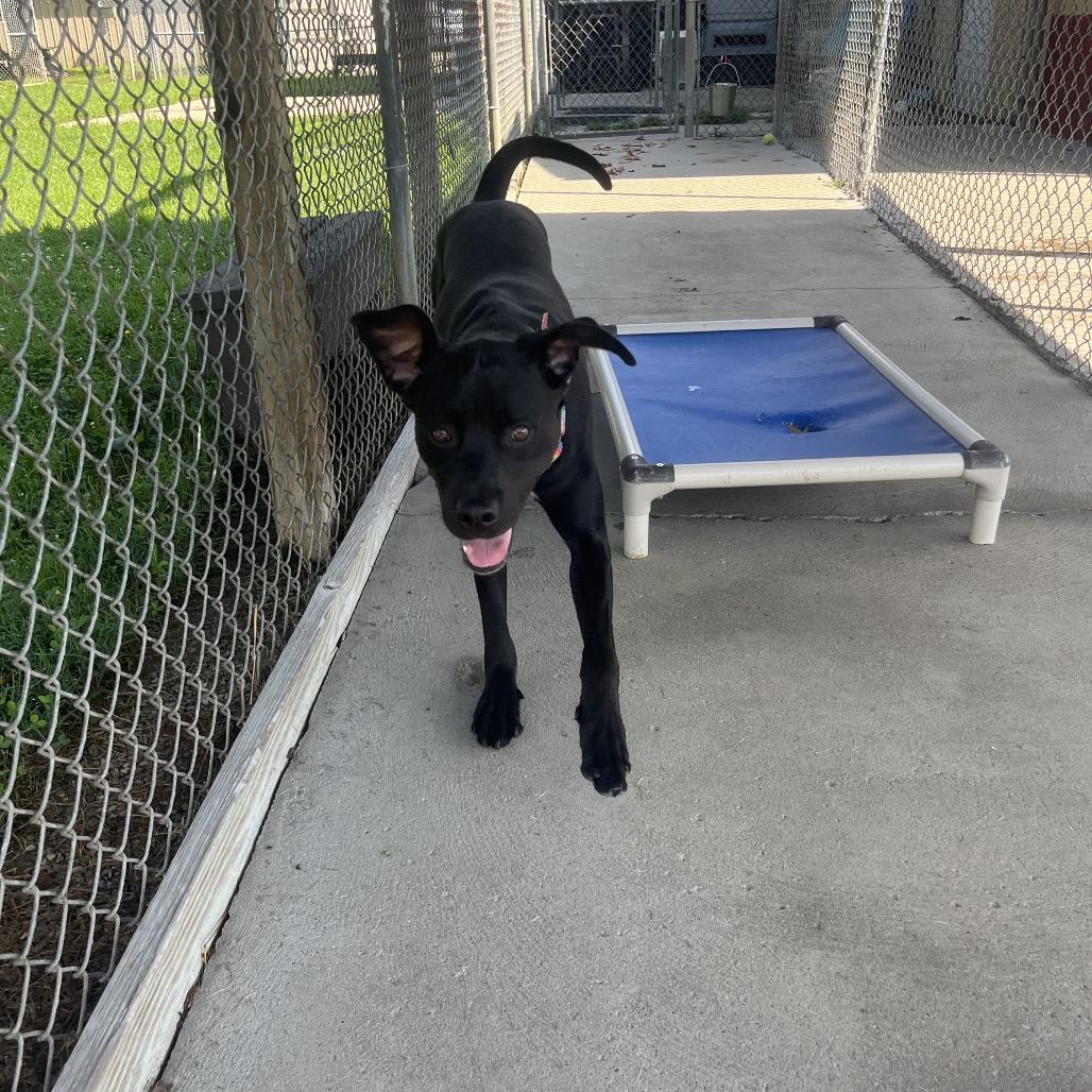 Clifford, a Adoptable mixed breed in Delaware, OH image 6/6