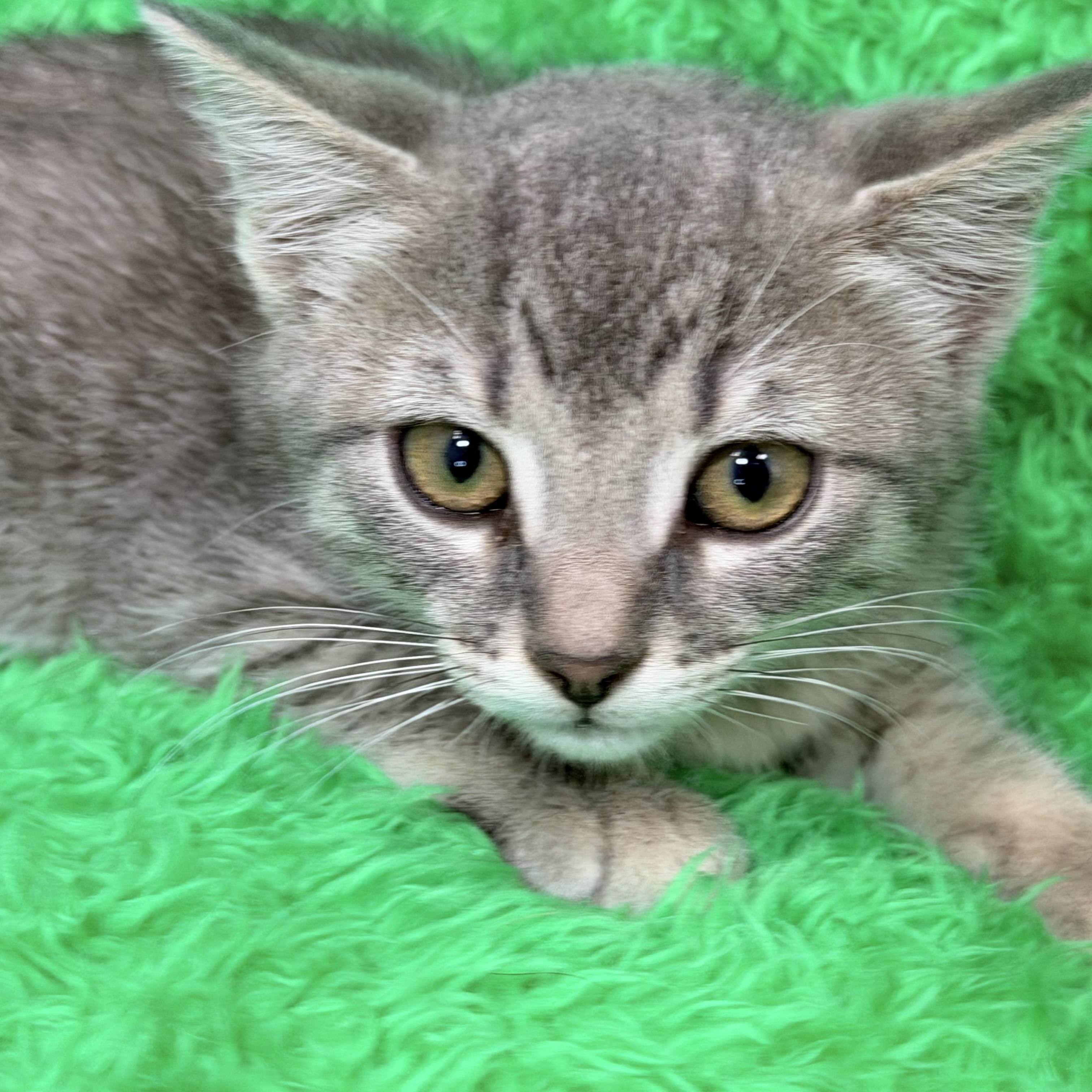 Faith, a ADOPTABLE Tabby in Horseshoe Bend, AR image 4/4