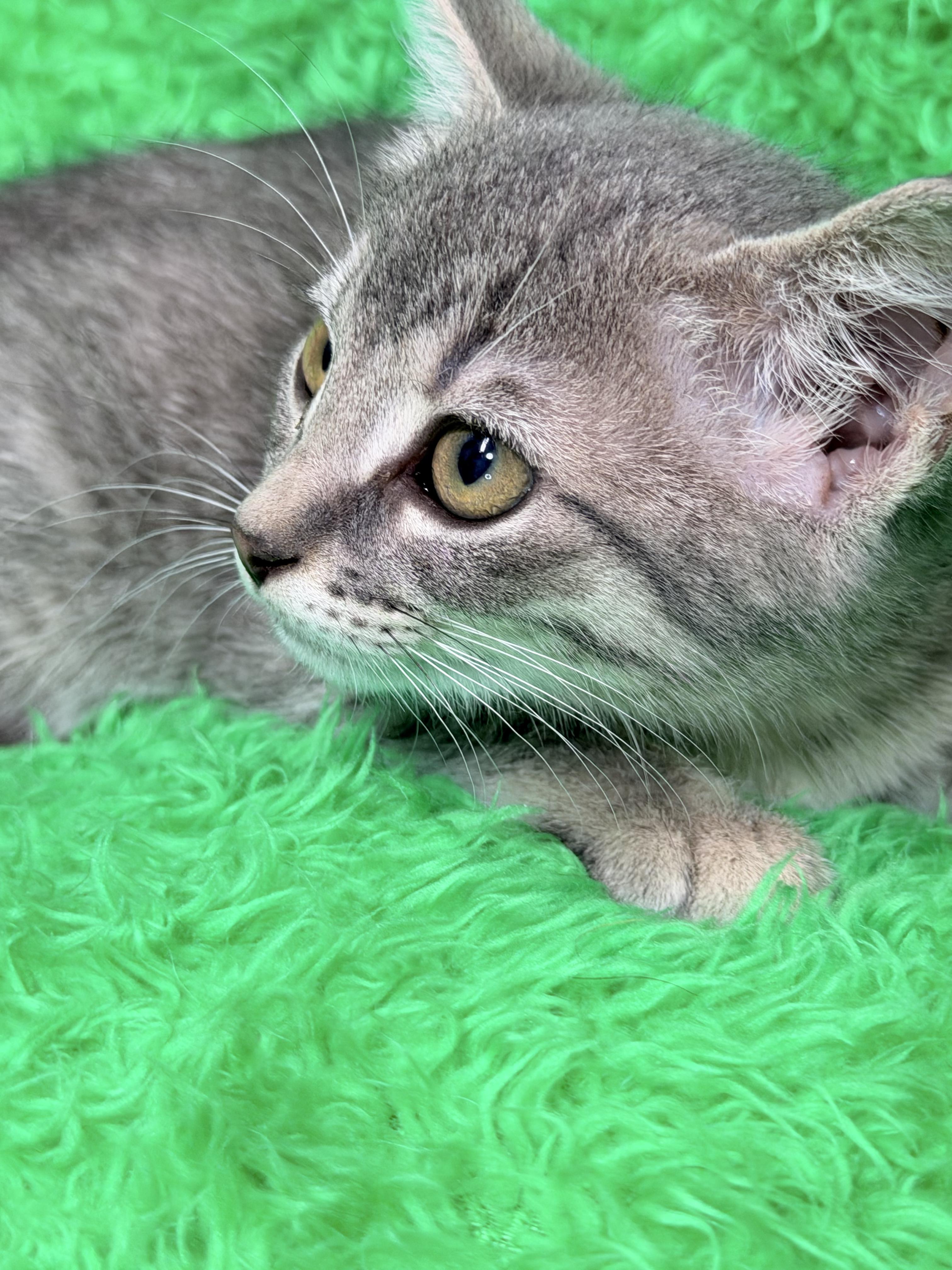 Faith, a ADOPTABLE Tabby in Horseshoe Bend, AR image 2/4