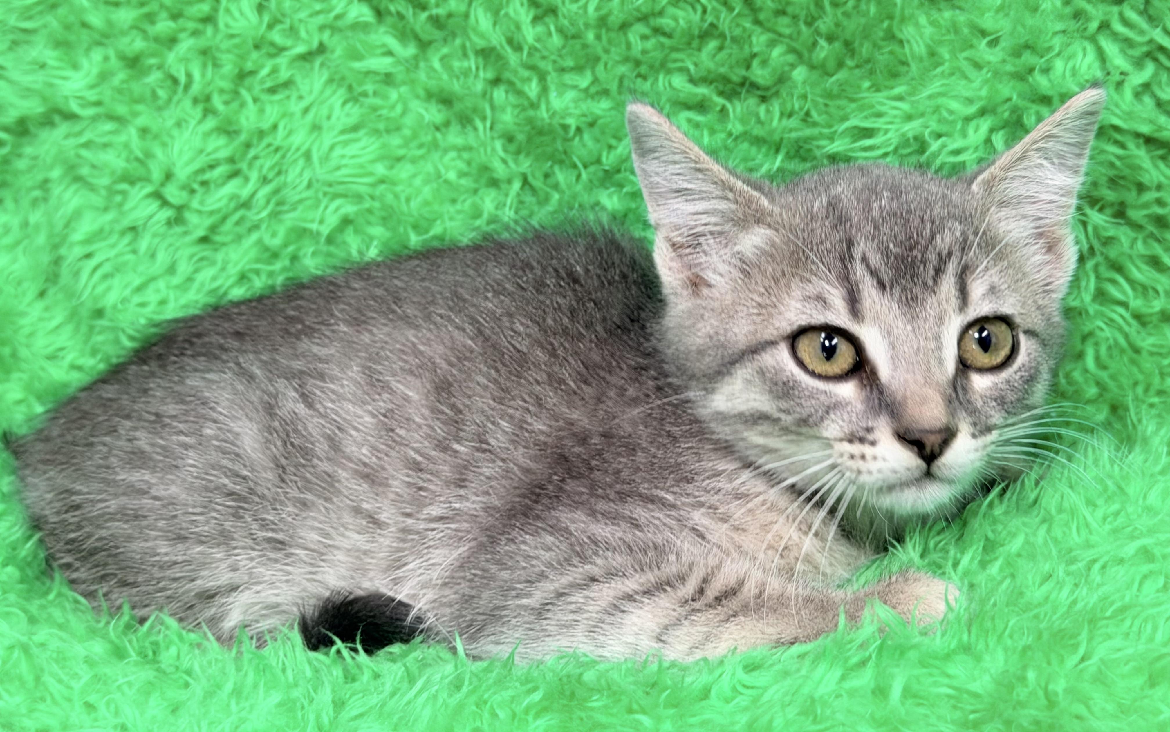 Faith, ADOPTABLE, Kitten Female Tabby.