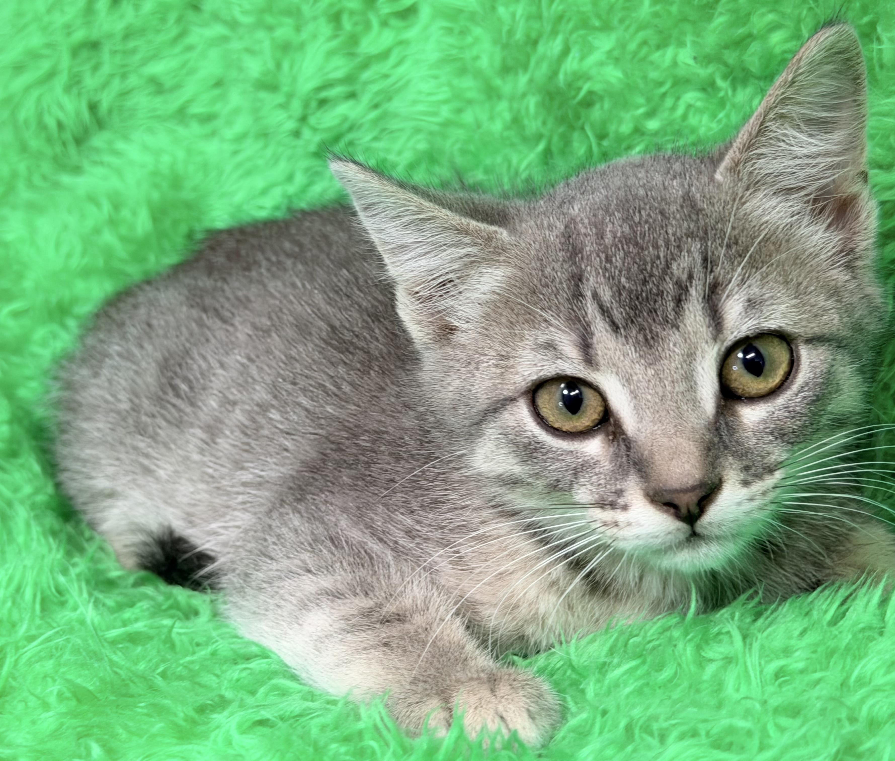 Faith, a ADOPTABLE Tabby in Horseshoe Bend, AR image 3/4