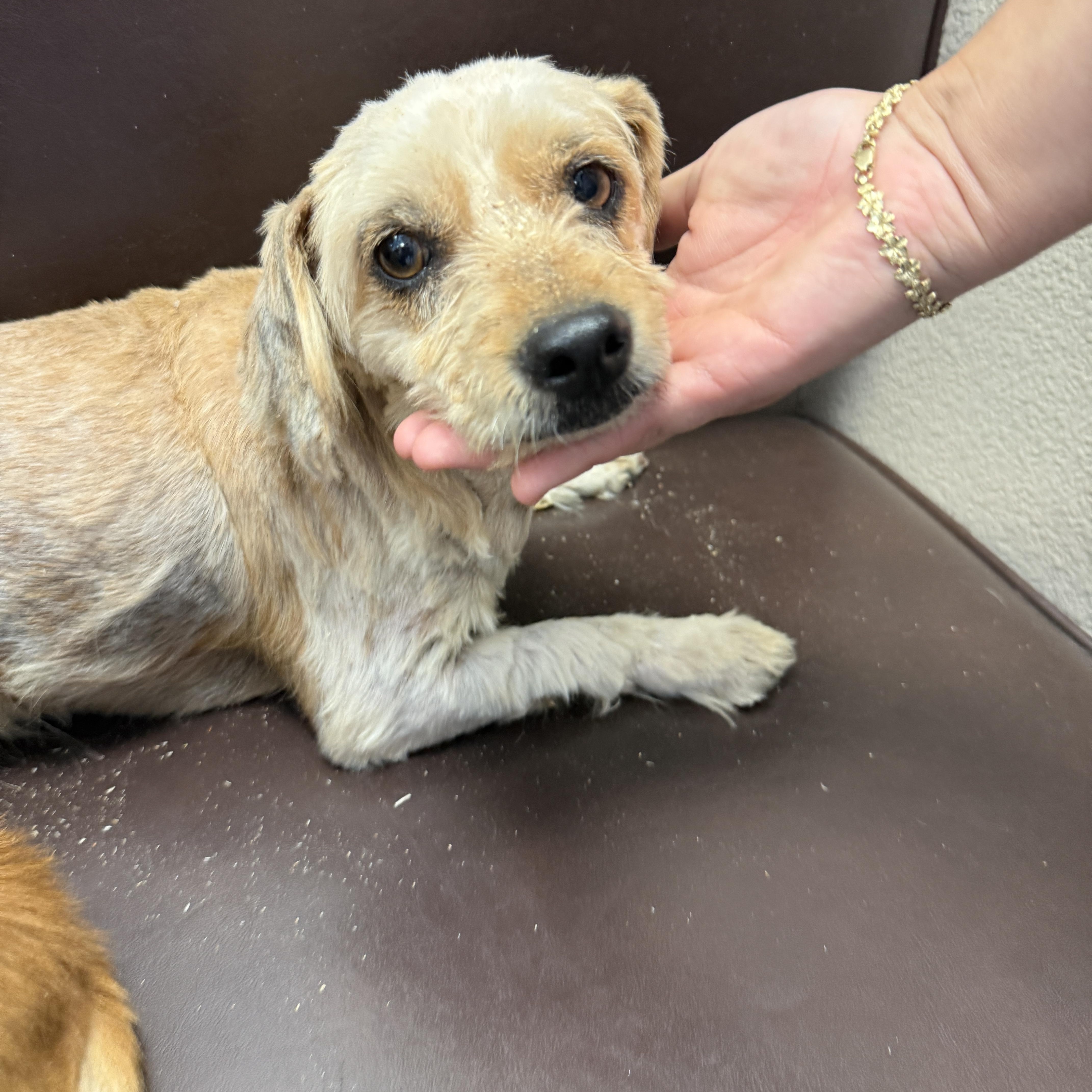 Enlarge DOUGHY, an adopted mixed breed in Las Vegas, NV image 2/5
