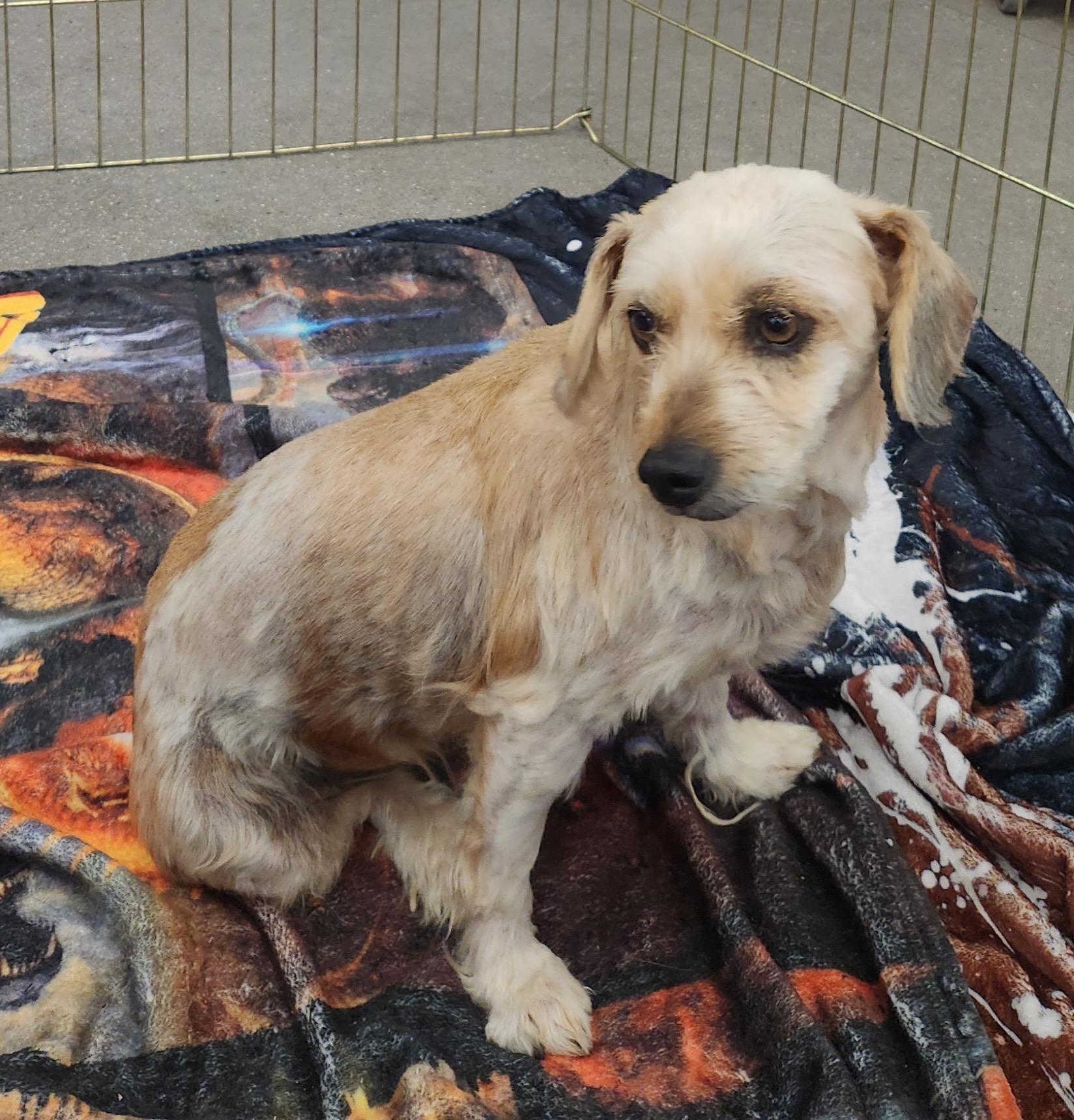 Enlarge DOUGHY, an adopted mixed breed in Las Vegas, NV image 1/5