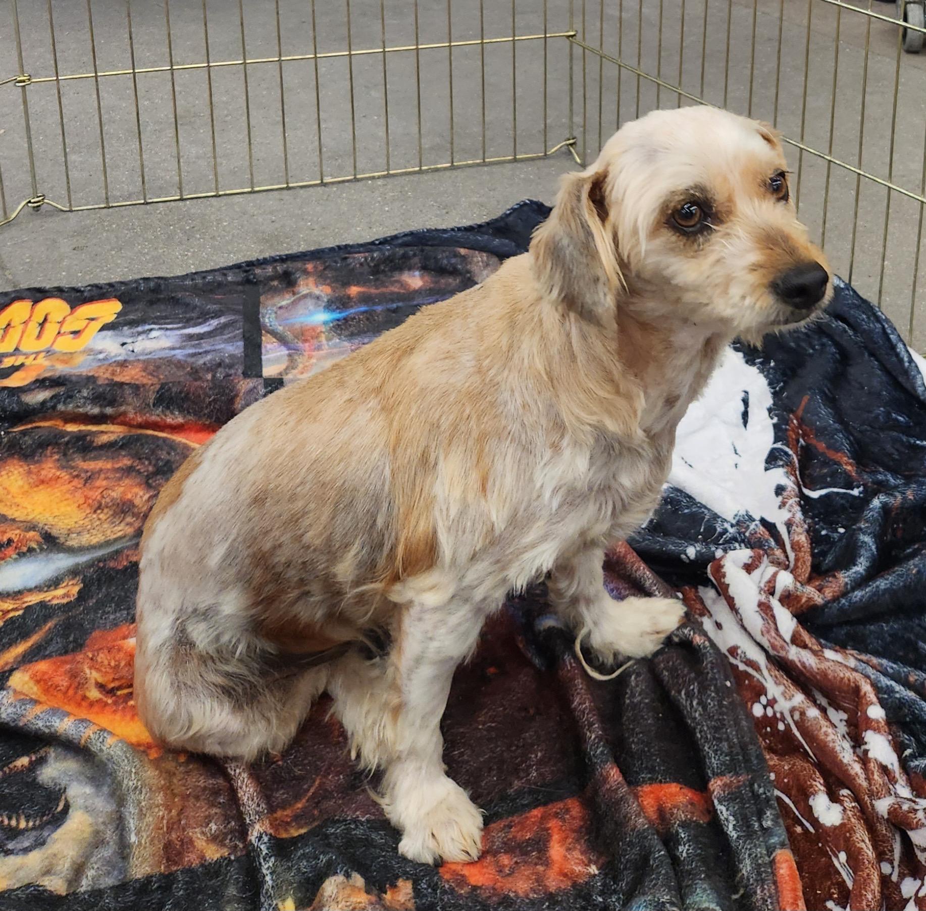 Enlarge DOUGHY, an adopted mixed breed in Las Vegas, NV image 3/5