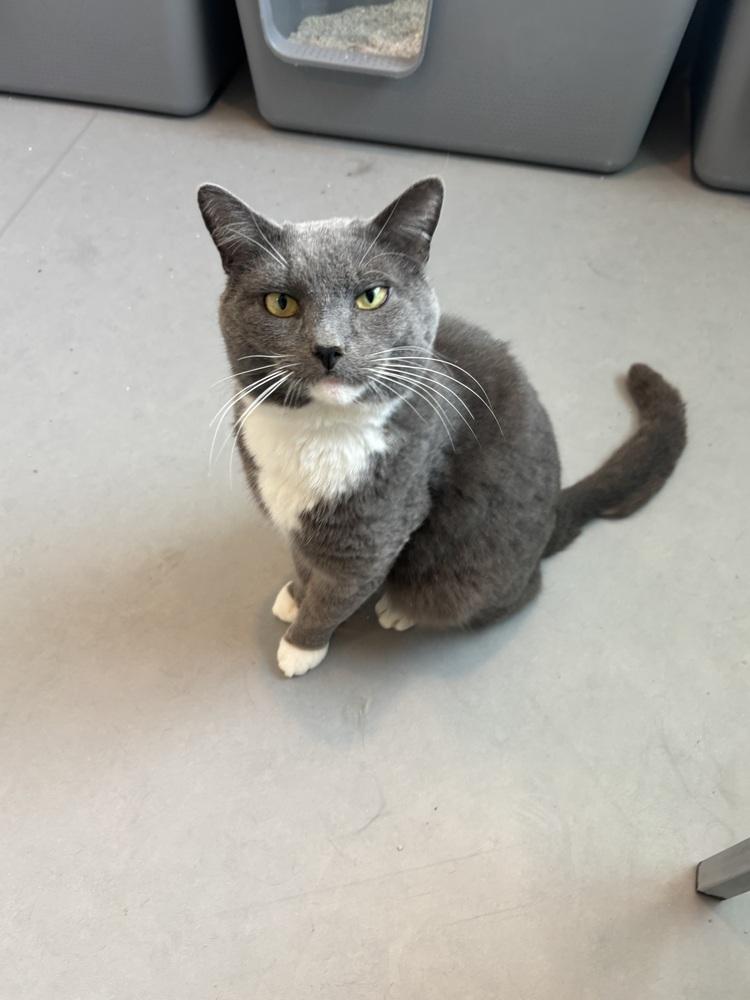 Anatoly, Adoptable, Adult Male Domestic Short Hair.