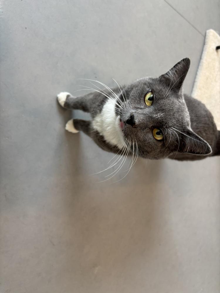 Enlarge Anatoly, a Adoptable mixed breed in Norristown, PA image 2/6