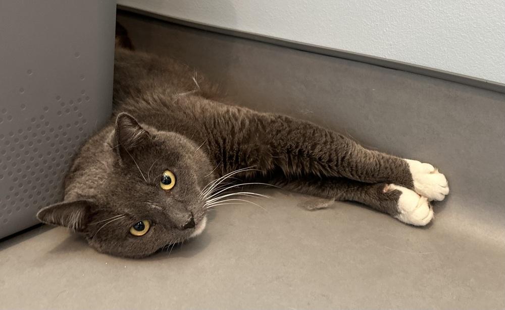 Enlarge Anatoly, a Adoptable mixed breed in Norristown, PA image 5/6