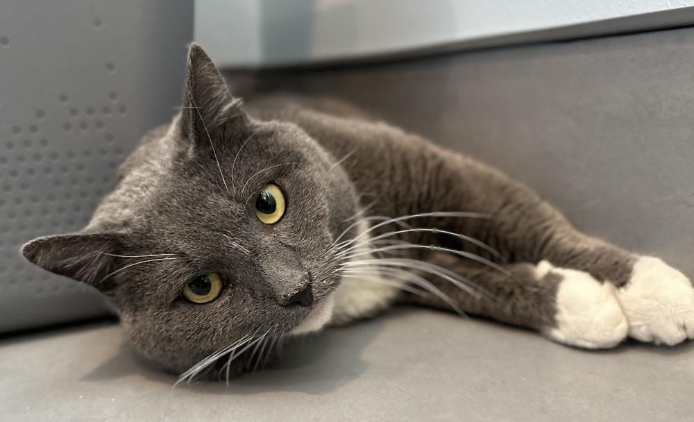 Enlarge Anatoly, a Adoptable mixed breed in Norristown, PA image 6/6