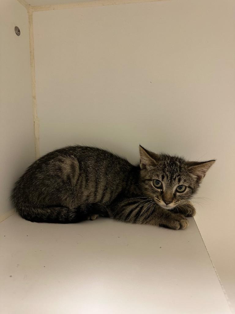 Tatum (Telford New Victory), Adoptable, Kitten Female Domestic Short Hair.