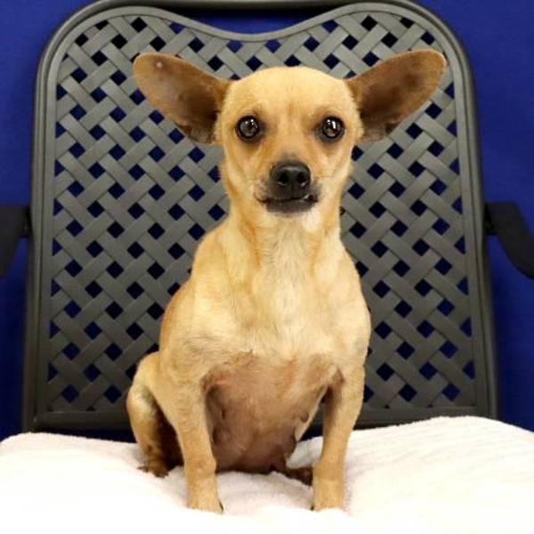 Bonita, Adoptable, Adult Female Chihuahua.