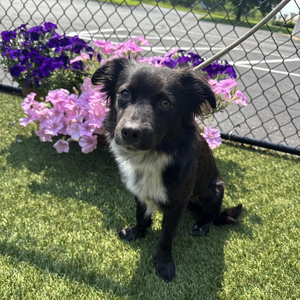 Enlarge Havarti, a Adoptable Australian Shepherd in Blaine, MN image 1/4