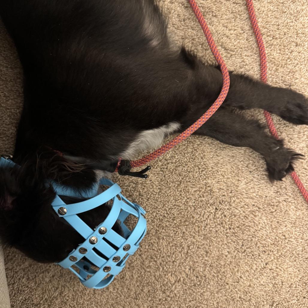 Enlarge Havarti, a Adoptable Australian Shepherd in Blaine, MN image 3/4