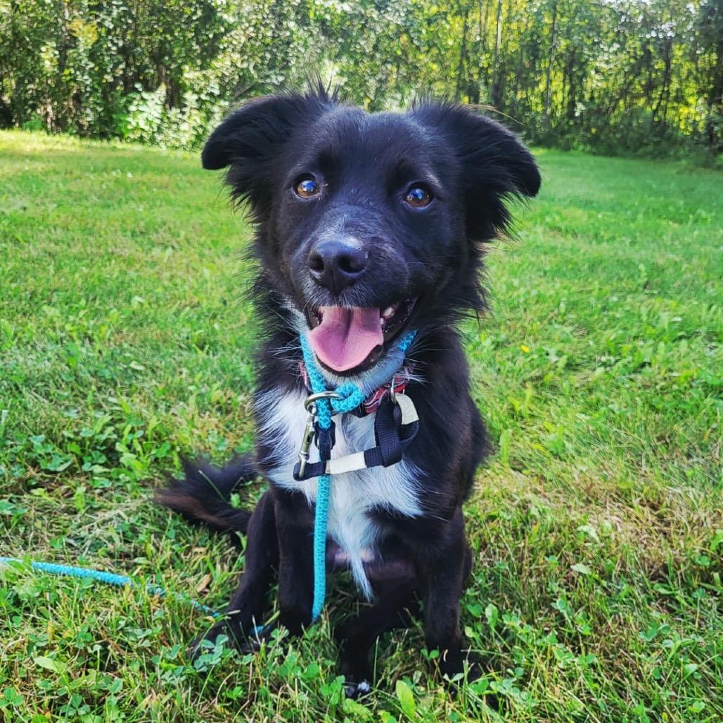 Enlarge Havarti, a Adoptable Australian Shepherd in Blaine, MN image 4/4