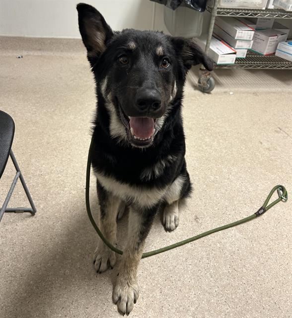 Enlarge Licorice -- URGENT!, an adopted mixed breed in Thousand Oaks, CA image 1/1