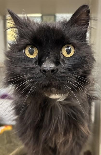 Enlarge ALPHONSO, a Adoptable Domestic Long Hair in Pueblo, CO image 1/1