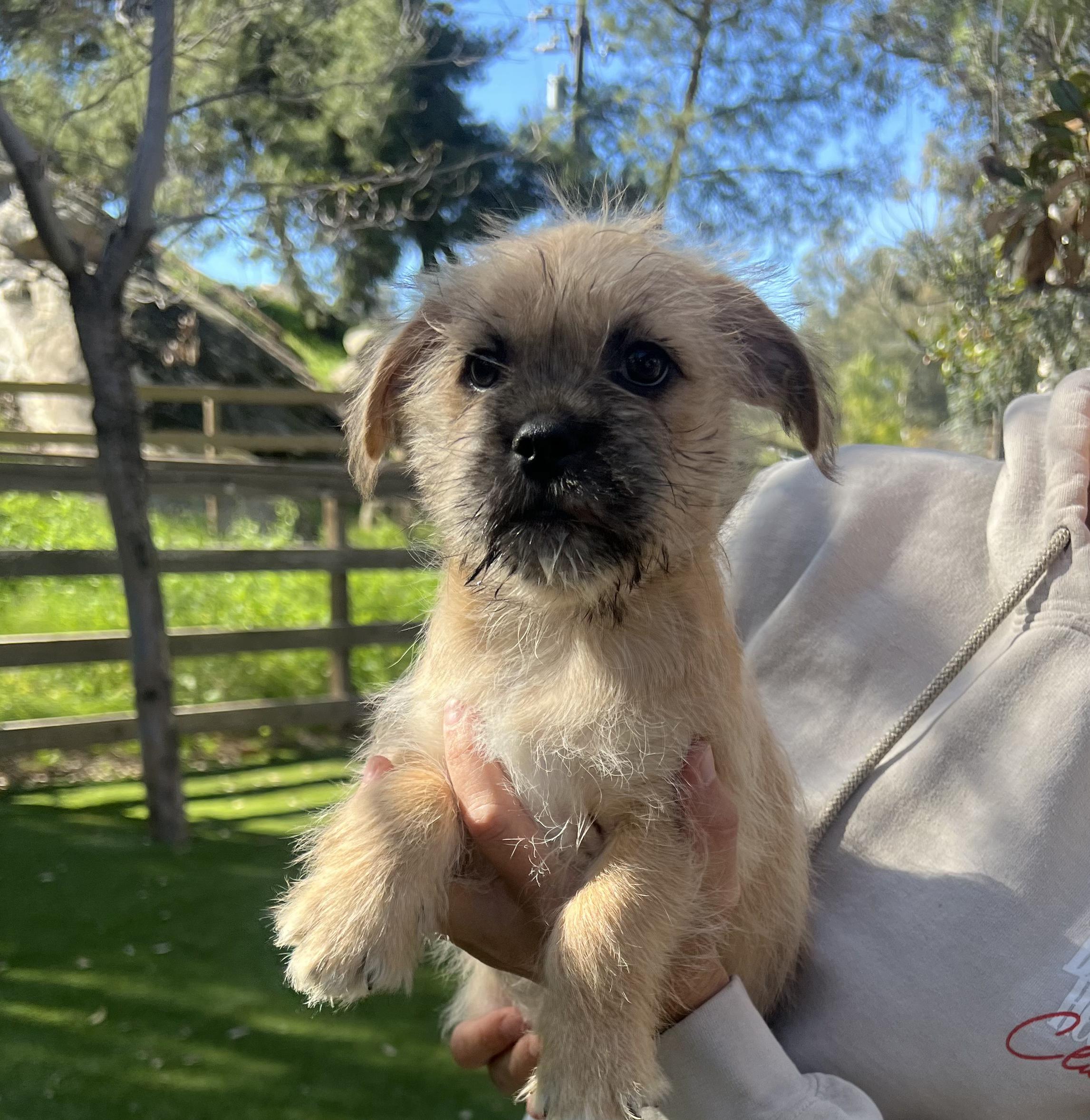 Enlarge Tadpole, an adoptable mixed breed in West Hollywood, CA image 2/2