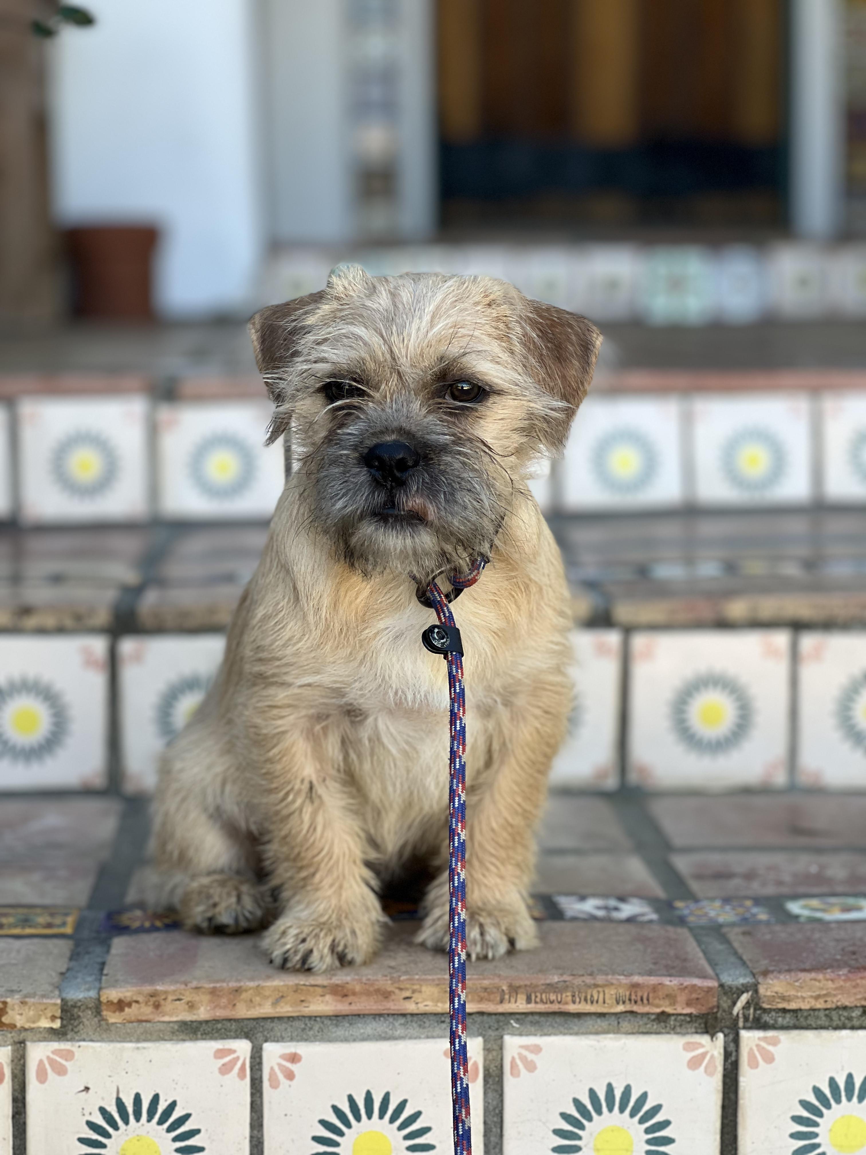 Enlarge Tadpole, an adoptable mixed breed in West Hollywood, CA image 1/2