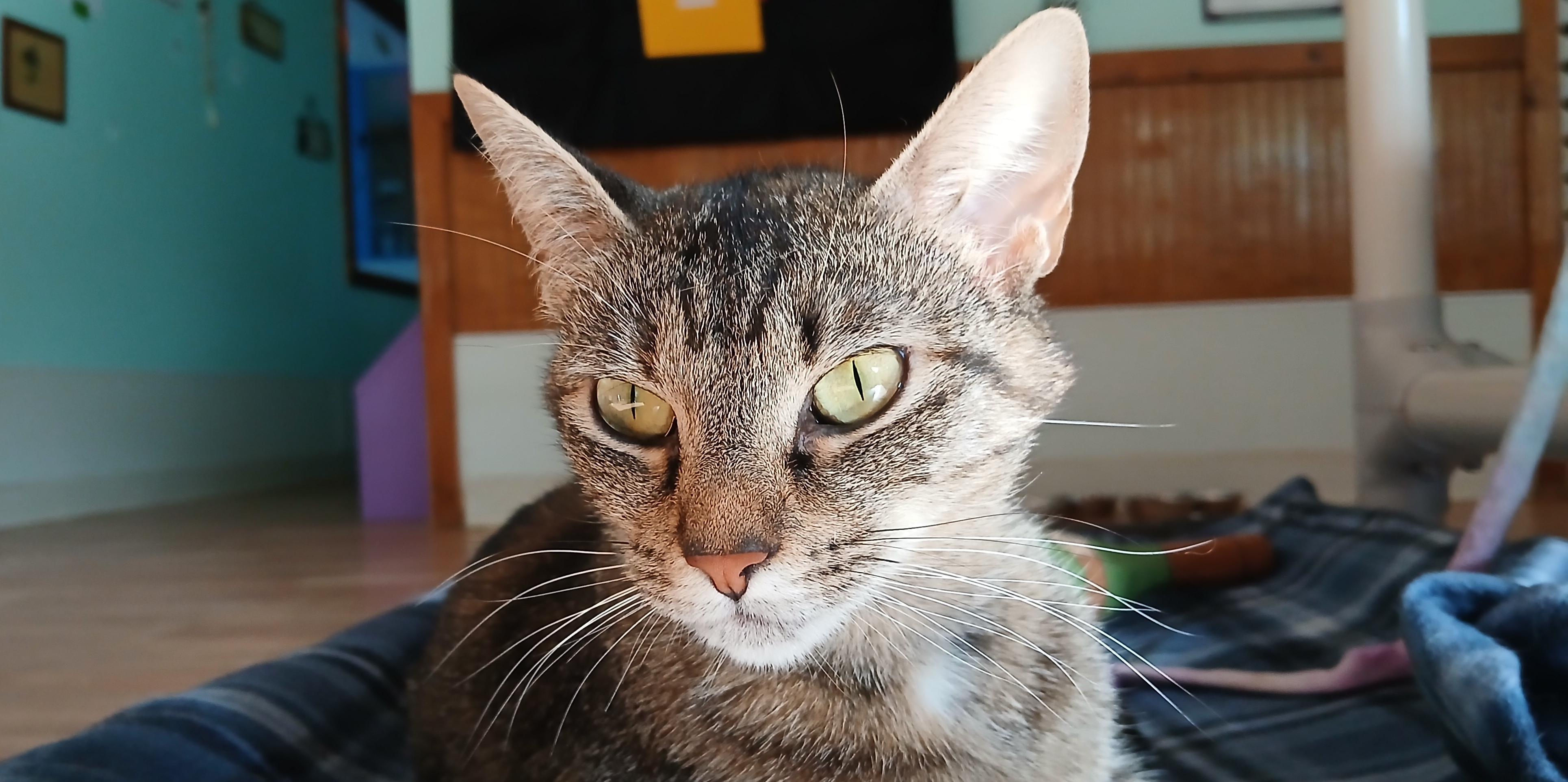 Cori, a ADOPTABLE Domestic Short Hair in Cullowhee, NC image 4/6