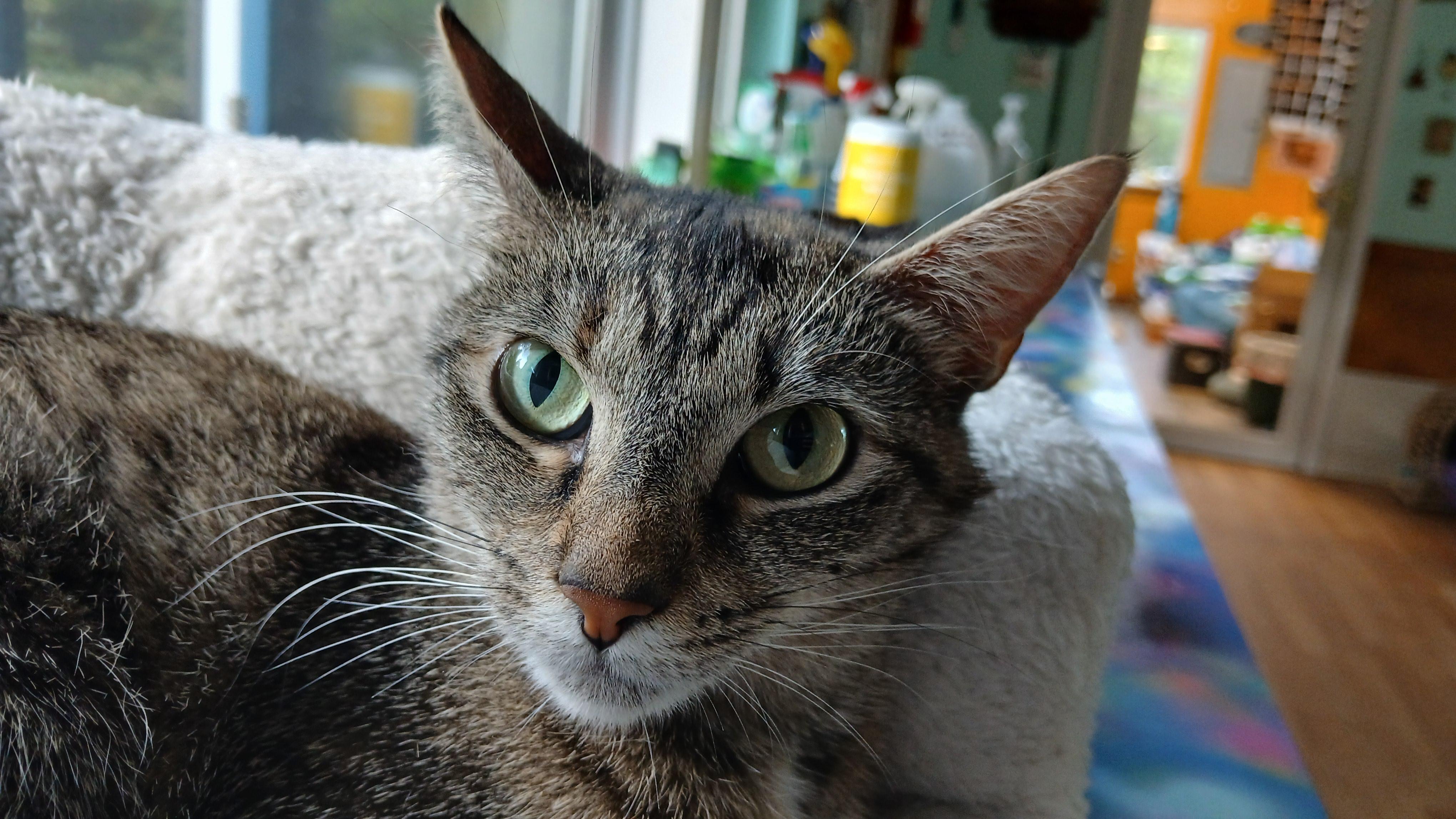 Cori, a ADOPTABLE Domestic Short Hair in Cullowhee, NC image 1/6
